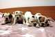 Cachorros de bulldog inglés de 7 semanas de edad - Foto 1