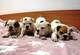 Cachorros de bulldog inglés de 7 semanas de edad - Foto 2