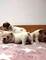 Cachorros de bulldog inglés de 7 semanas de edad - Foto 3