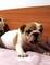 Cachorros de bulldog inglés de 7 semanas de edad - Foto 7