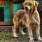 Cachorros de golden retriever - Foto 13