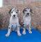 Cachorros De Gran danes disponables Whastapp..//. (+34 604157213) - Foto 1