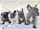 Cachorros de gran danes disponables whatsapp nn,.// /