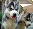 Cachorros de huskies siberianos de calidad