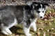 Cachorros de husky siberiano - Foto 1