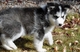 Cachorros de husky siberiano