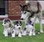 Cachorros de Siberiano husky dis para adopcion gggjk - Foto 1