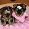 Cachorros de yorkie disponibles para adopción - Foto 1