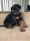 Cachorros doberman pinscher disponibles