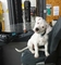 Cachorros dogo argentino
