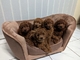 Cachorros Labradoodle Saludables - Foto 1
