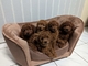 Cachorros labradoodle saludables