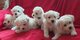 Cachorros lulu bichon maltesa ahoraa WHATSAPP /(+34 672973606 - Foto 1