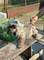 Cachorros macho terrier cairn - Foto 1