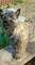 Cachorros macho terrier cairn - Foto 2