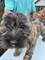 Cachorros macho terrier cairn - Foto 7
