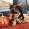 Cachorros mini toy yorkshire terrier para adopción vvn///f
