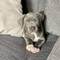 Cachorros Pitbull en adopcion ahora .il.,f[]/ - Foto 1