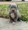 Cachorros Pitbull en adopcion ahora .il.,f[]/ - Foto 2
