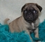 Cachorros pug - Foto 1