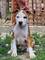 Cachorros staffordshire terrier americano