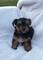 Cachorros yorkshire terrier Kennel Anini - Foto 11