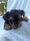 Cachorros yorkshire terrier Kennel Anini - Foto 12