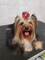 Cachorros yorkshire terrier Kennel Anini - Foto 15