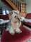 Cachorros yorkshire terrier Kennel Anini - Foto 16
