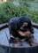 Cachorros yorkshire terrier Kennel Anini - Foto 3