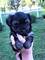 Cachorros yorkshire terrier Kennel Anini - Foto 4