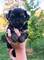 Cachorros yorkshire terrier Kennel Anini - Foto 5