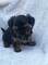 Cachorros yorkshire terrier Kennel Anini - Foto 6