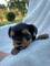 Cachorros yorkshire terrier Kennel Anini - Foto 7