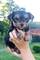 Cachorros yorkshire terrier Kennel Anini - Foto 8