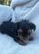 Cachorros yorkshire terrier Kennel Anini - Foto 9