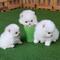 CPreciosos cachorros gf Samoyedo de padres y abuelos de pura raza - Foto 1