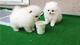 CPreciosos cachorros gf Samoyedo de padres y abuelos de pura raza - Foto 2