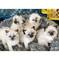 Cx/ Gatitos Ragdoll bebes color en regalo WHATSAPP /(+34 6729736 - Foto 1