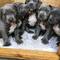 Dgdhet regalo cachorros samoyedo para nuevos hogares .,///