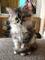 En adopcion gatitos maine coon disponables ./t