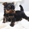 Fg// adorables cachorros mini toy yorkshire terrier para adopción