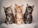 GATITOS DE MAINE COON Whastapp..//. (+34 604157213) n//// - Foto 1