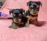 Gfjh REGALO MINI TOY YORKSHIRE CACHORROS ffh - Foto 1