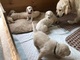 Gorgeous golden retriever puppies needs a new home