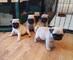 Gorgeous pug pups ready for new home!