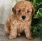 Gorgeous Teacup Poodle Pups ready for new Home - Foto 1