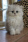 Hay 2 gatitos de Persa machos y hembras para adopcion // - Foto 1