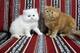 Hay 2 gatitos de Persa machos y hembras para adopcion // - Foto 2