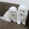 Hermoso Cachorros Samoyedo de dos meses 3 ahora //fl - Foto 1